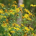 Mexican Sunflower (Tithonia diversifolia)<br />Canon EOS 6D + EF400 F5.6L